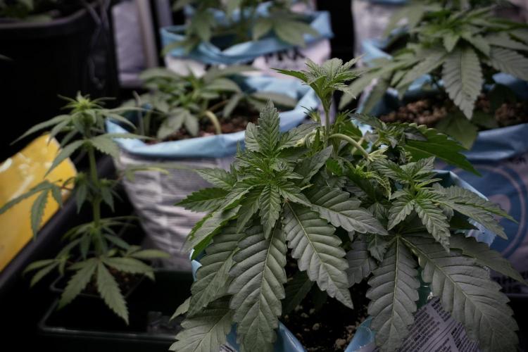 TicaL X Zamnesia-NectarDrip pack#268/750. Week 6 - Plant A