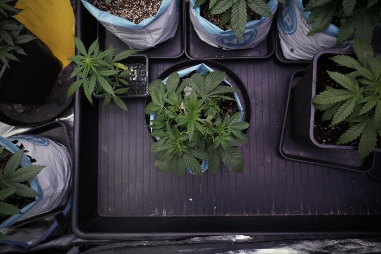 TicaL X Zamnesia-NectarDrip pack#268/750. Week 6 - Plant A