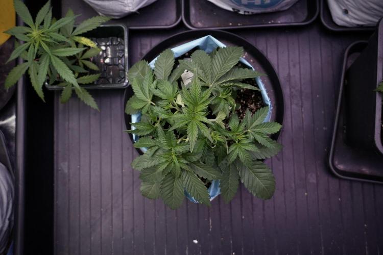 TicaL X Zamnesia-NectarDrip pack#268/750. Week 6 - Plant A