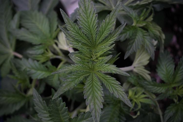 TicaL X Zamnesia-NectarDrip pack#268/750. Week 6 - Plant A