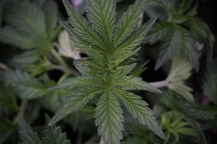 TicaL X Zamnesia-NectarDrip pack#268/750. Week 6 - Plant A