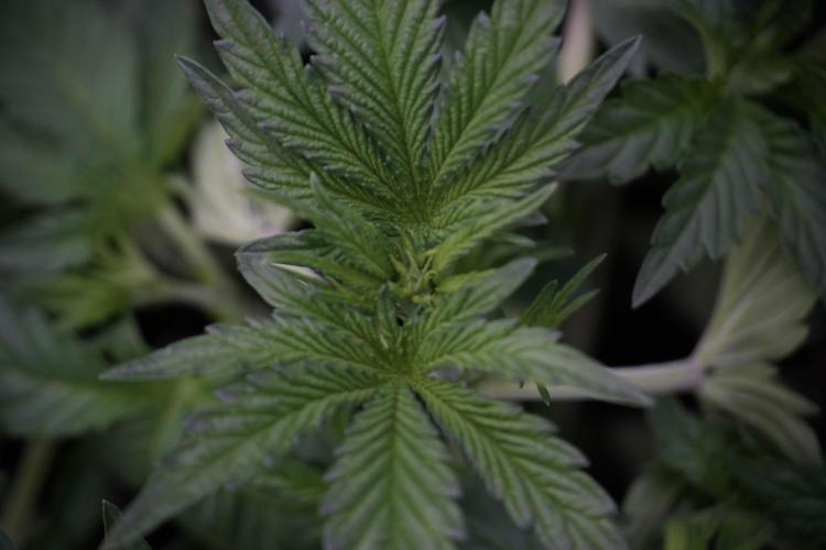 TicaL X Zamnesia-NectarDrip pack#268/750. Week 6 - Plant A