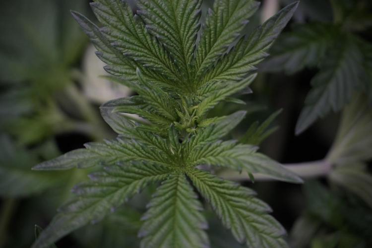 TicaL X Zamnesia-NectarDrip pack#268/750. Week 6 - Plant A