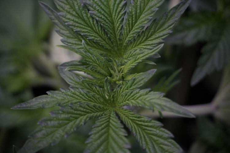 TicaL X Zamnesia-NectarDrip pack#268/750. Week 6 - Plant A