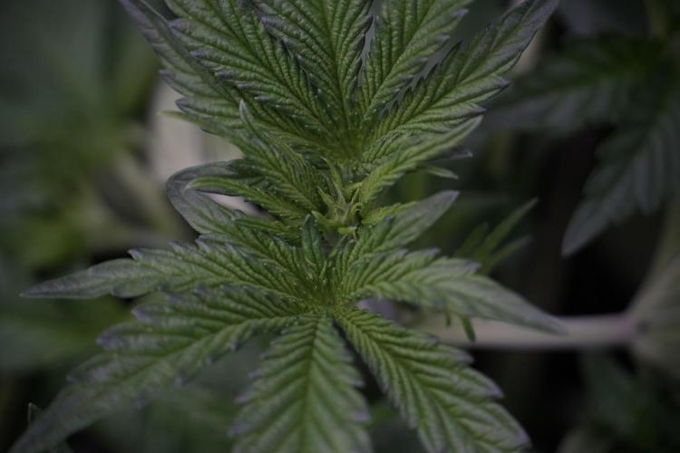 TicaL X Zamnesia-NectarDrip pack#268/750. Week 6 - Plant A