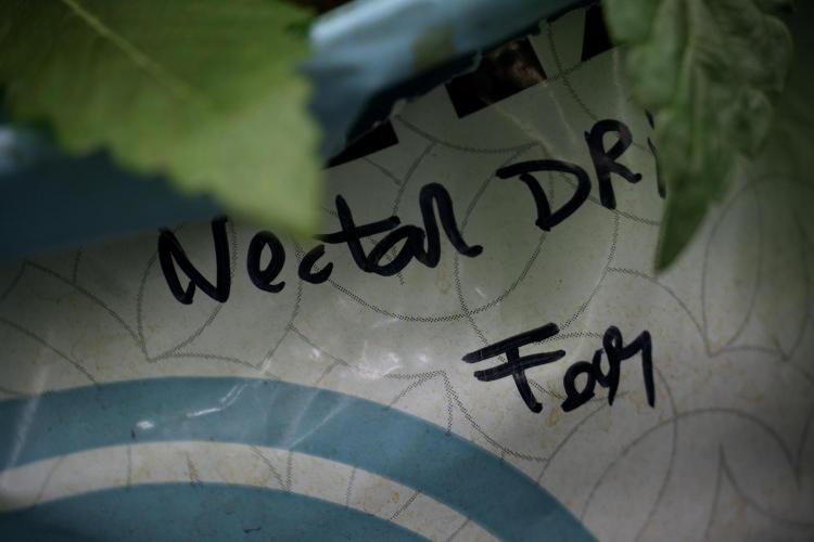 TicaL X Zamnesia-NectarDrip pack#268/750. Week 6 - Plant B