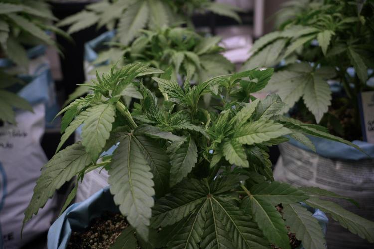 TicaL X Zamnesia-NectarDrip pack#268/750. Week 6 - Plant B