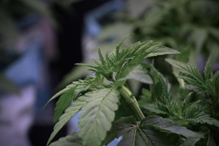 TicaL X Zamnesia-NectarDrip pack#268/750. Week 6 - Plant B