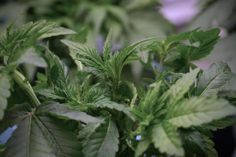 TicaL X Zamnesia-NectarDrip pack#268/750. Week 6 - Plant B