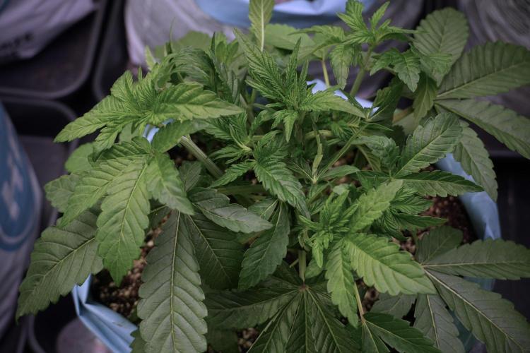 TicaL X Zamnesia-NectarDrip pack#268/750. Week 6 - Plant B