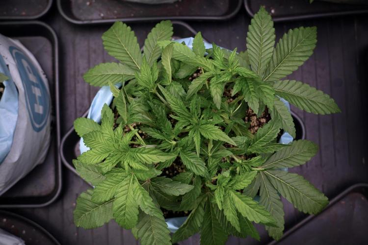 TicaL X Zamnesia-NectarDrip pack#268/750. Week 6 - Plant B