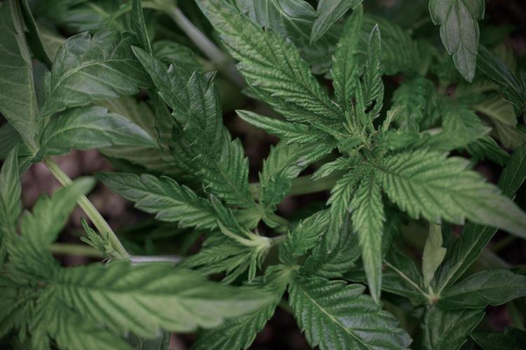 TicaL X Zamnesia-NectarDrip pack#268/750. Week 6 - Plant B