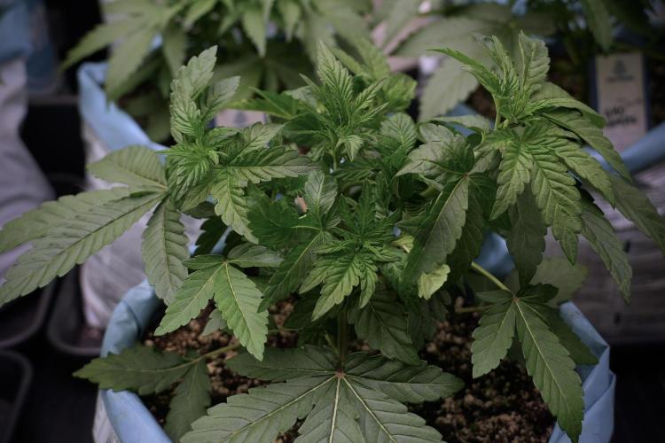 TicaL X Zamnesia-NectarDrip pack#268/750. Week 6 - Plant B