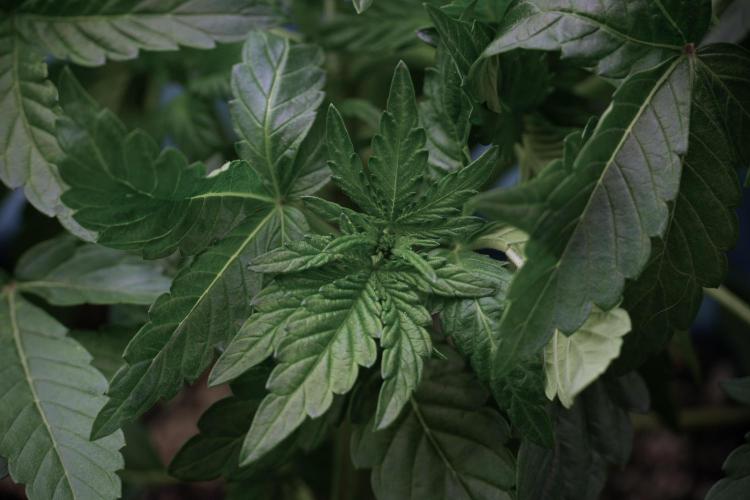 TicaL X Zamnesia-NectarDrip pack#268/750. Week 6 - Plant B