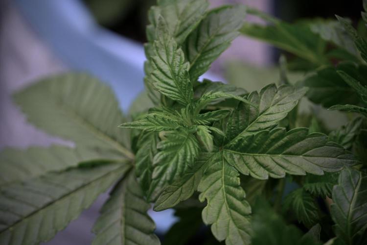 TicaL X Zamnesia-NectarDrip pack#268/750. Week 6 - Plant B