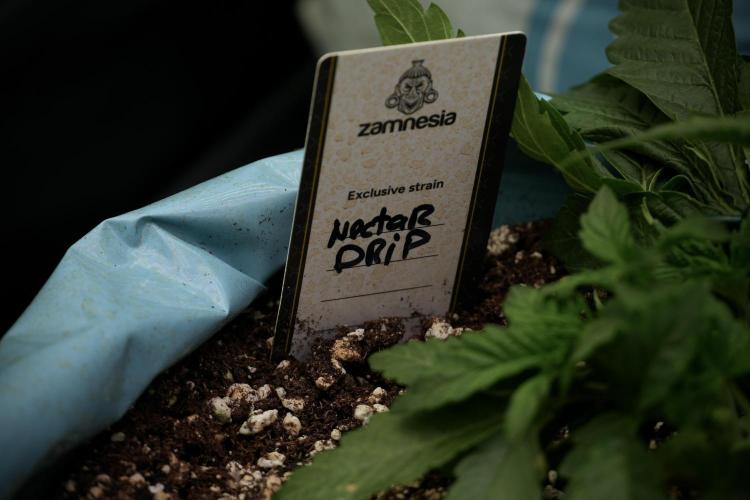 TicaL X Zamnesia-NectarDrip pack#268/750. Week 6 - Plant C