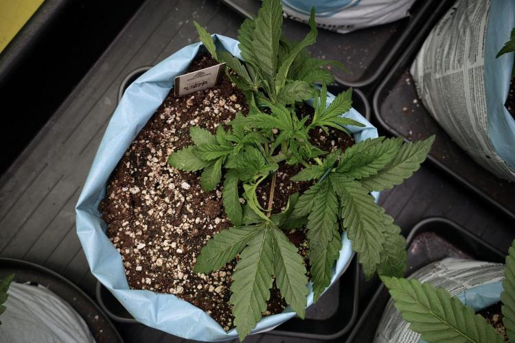 TicaL X Zamnesia-NectarDrip pack#268/750. Week 6 - Plant C