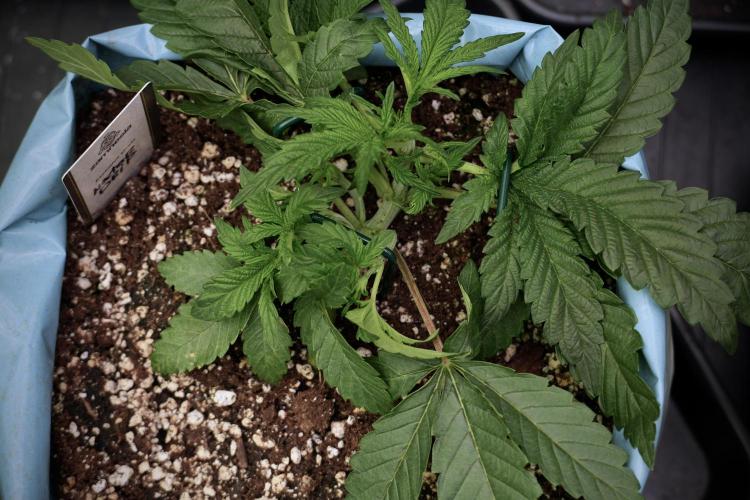 TicaL X Zamnesia-NectarDrip pack#268/750. Week 6 - Plant C