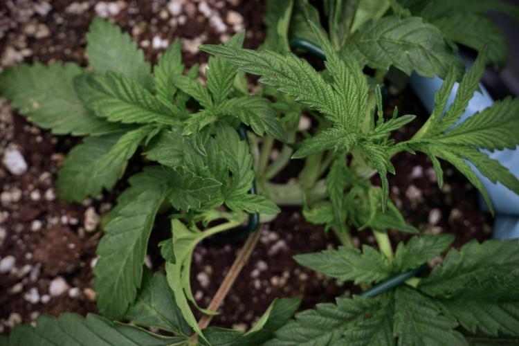 TicaL X Zamnesia-NectarDrip pack#268/750. Week 6 - Plant C