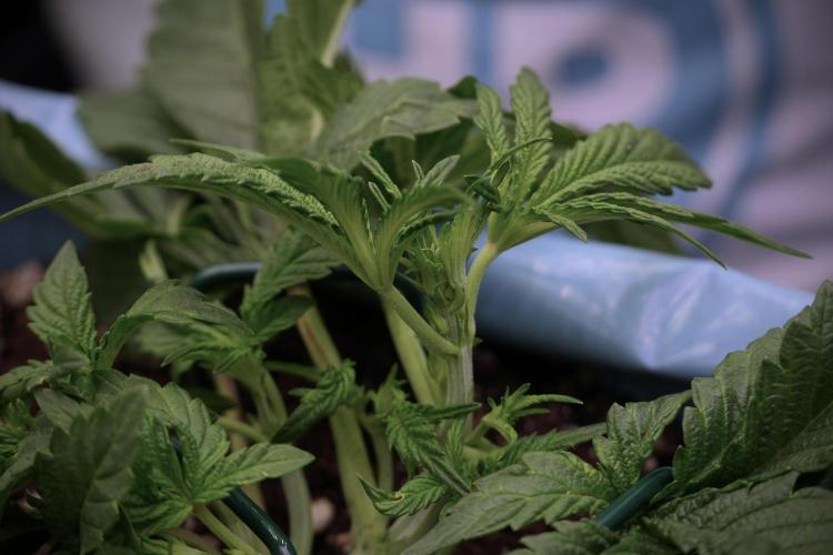 TicaL X Zamnesia-NectarDrip pack#268/750. Week 6 - Plant C