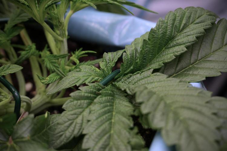 TicaL X Zamnesia-NectarDrip pack#268/750. Week 6 - Plant C