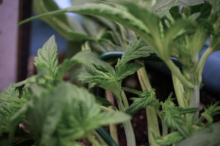 TicaL X Zamnesia-NectarDrip pack#268/750. Week 6 - Plant C