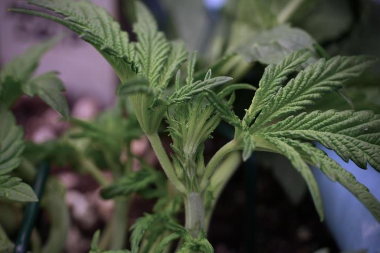 TicaL X Zamnesia-NectarDrip pack#268/750. Week 6 - Plant C