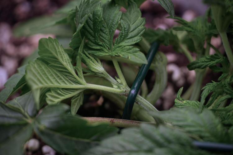 TicaL X Zamnesia-NectarDrip pack#268/750. Week 6 - Plant C