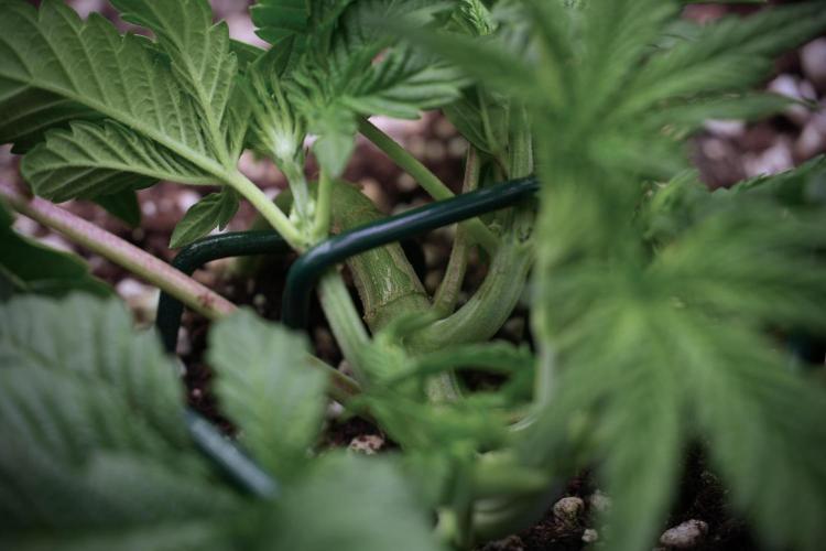 TicaL X Zamnesia-NectarDrip pack#268/750. Week 6 - Plant C