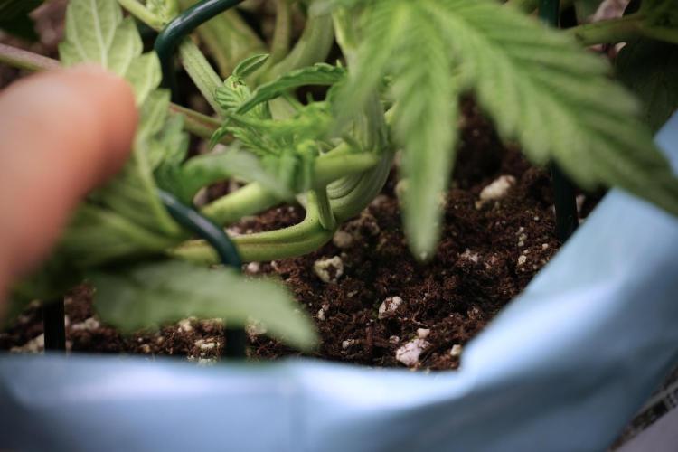 TicaL X Zamnesia-NectarDrip pack#268/750. Week 6 - Plant C