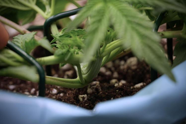 TicaL X Zamnesia-NectarDrip pack#268/750. Week 6 - Plant C