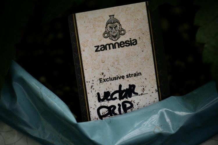 TicaL X Zamnesia-NectarDrip pack#268/750. Week 6 - Plant A