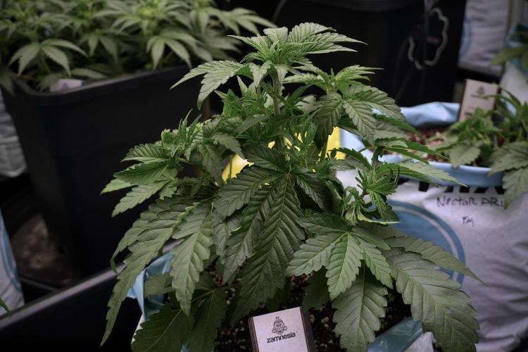 TicaL X Zamnesia-NectarDrip pack#268/750. Week 6 - Plant A