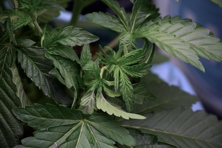 TicaL X Zamnesia-NectarDrip pack#268/750. Week 6 - Plant A