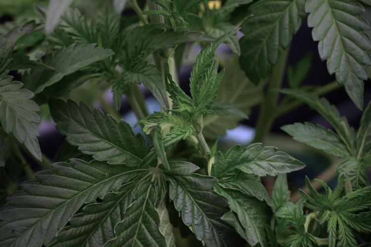 TicaL X Zamnesia-NectarDrip pack#268/750. Week 6 - Plant A