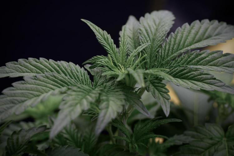 TicaL X Zamnesia-NectarDrip pack#268/750. Week 6 - Plant A