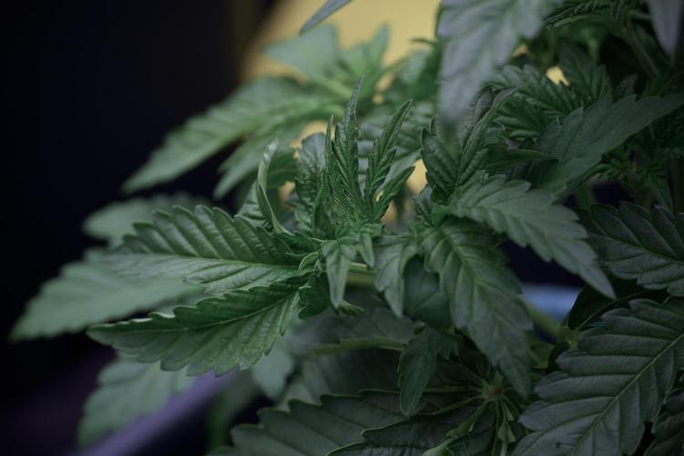 TicaL X Zamnesia-NectarDrip pack#268/750. Week 6 - Plant A