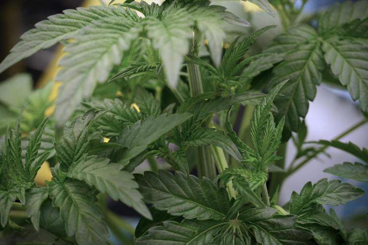 TicaL X Zamnesia-NectarDrip pack#268/750. Week 6 - Plant A