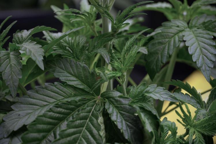 TicaL X Zamnesia-NectarDrip pack#268/750. Week 6 - Plant A