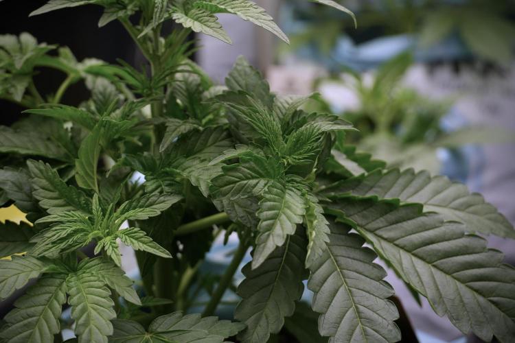 TicaL X Zamnesia-NectarDrip pack#268/750. Week 6 - Plant A