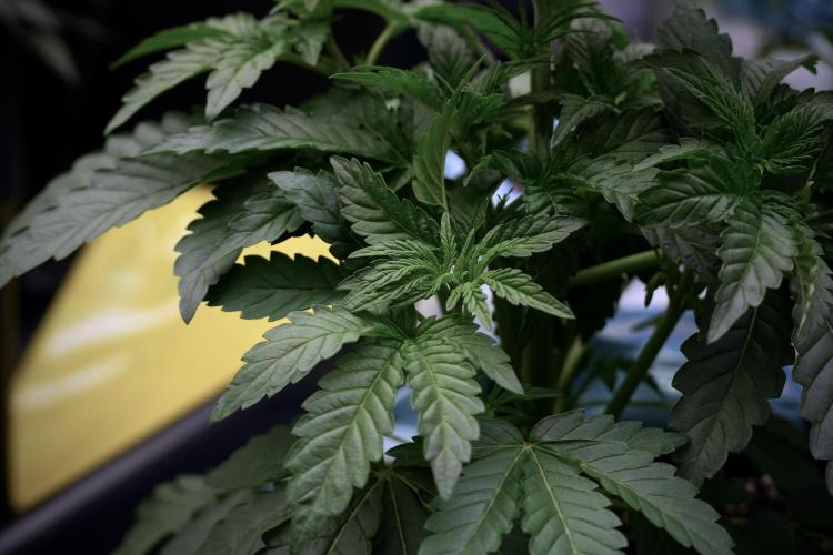 TicaL X Zamnesia-NectarDrip pack#268/750. Week 6 - Plant A