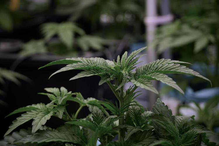 TicaL X Zamnesia-NectarDrip pack#268/750. Week 6 - Plant A