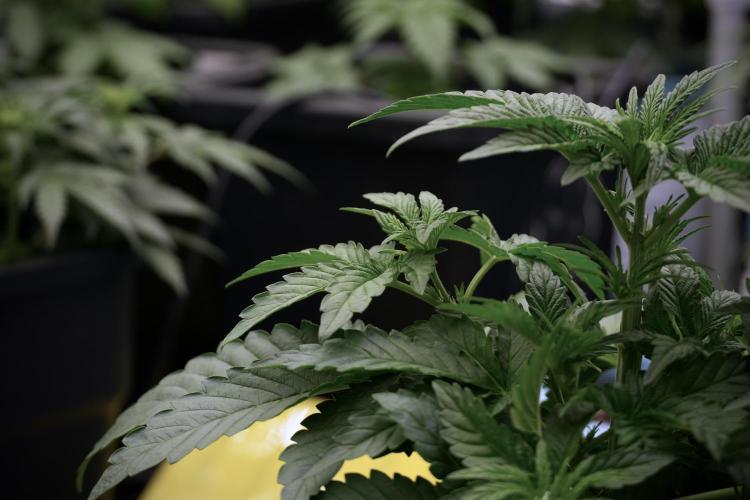 TicaL X Zamnesia-NectarDrip pack#268/750. Week 6 - Plant A