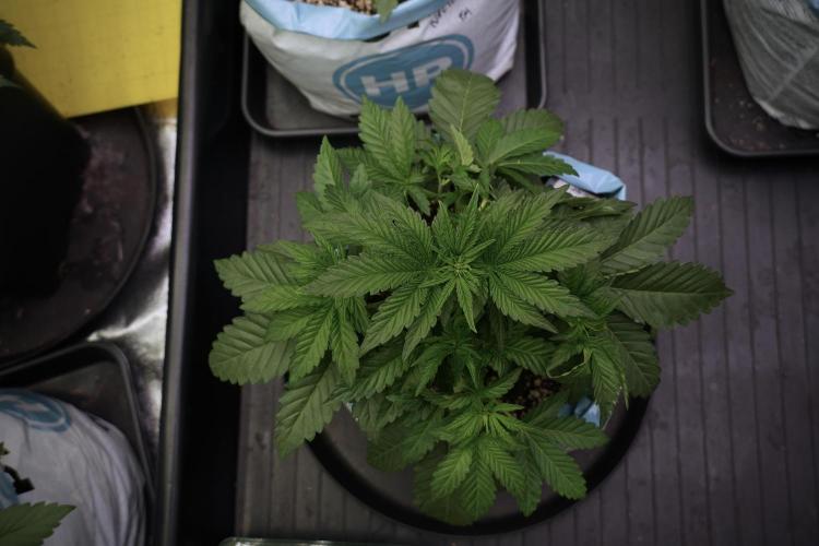 TicaL X Zamnesia-NectarDrip pack#268/750. Week 6 - Plant A