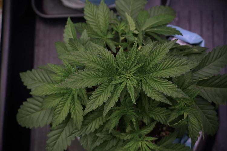 TicaL X Zamnesia-NectarDrip pack#268/750. Week 6 - Plant A