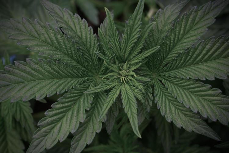 TicaL X Zamnesia-NectarDrip pack#268/750. Week 6 - Plant A