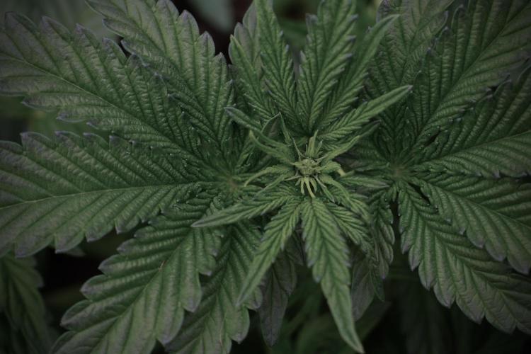 TicaL X Zamnesia-NectarDrip pack#268/750. Week 6 - Plant A