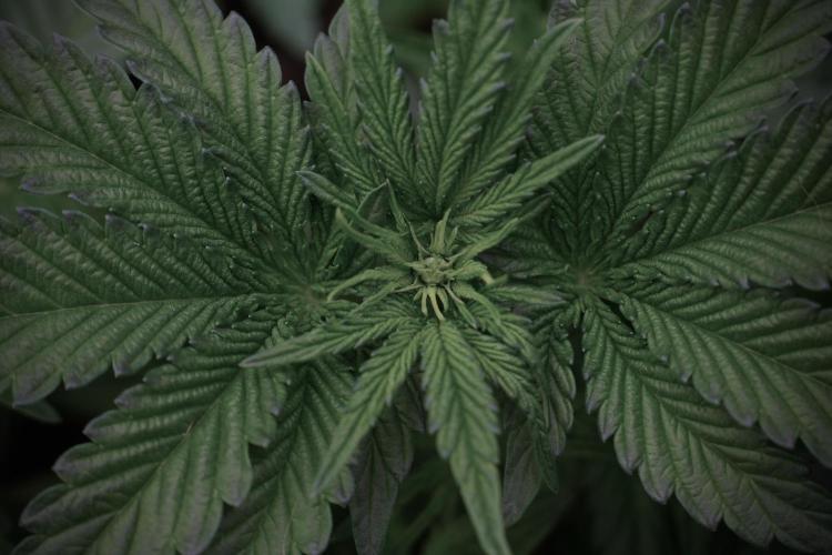 TicaL X Zamnesia-NectarDrip pack#268/750. Week 6 - Plant A