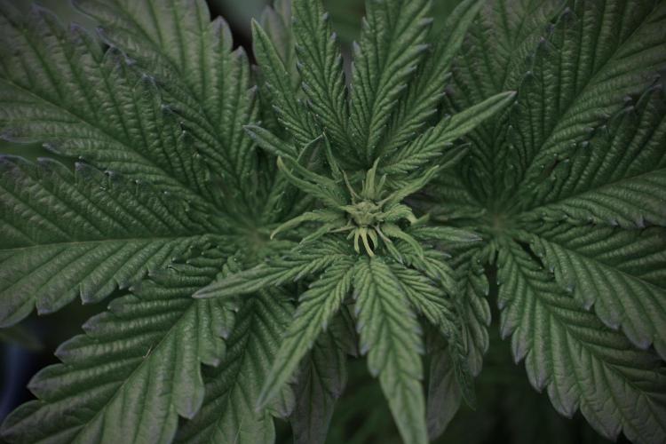 TicaL X Zamnesia-NectarDrip pack#268/750. Week 6 - Plant A