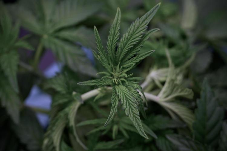 TicaL X Zamnesia-NectarDrip pack#268/750. Week 6 - Plant A